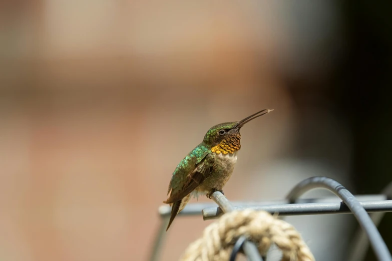 a green hummingbird sitting on top of a wire