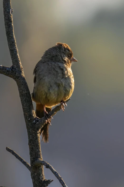 the small bird is perched on the tree nch