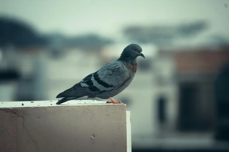 a pigeon perched on top of a concrete block