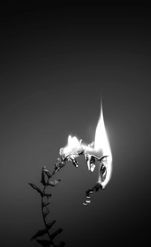 a flower sticking out of water in a dark room