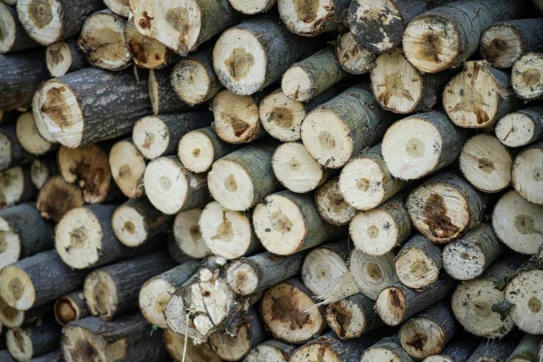 many wood is cut and ready for processing