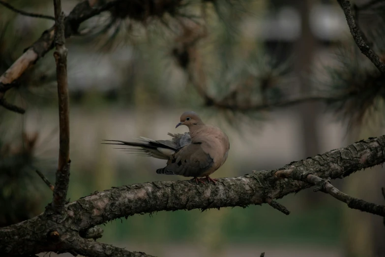 a small bird sitting on the nch of a tree