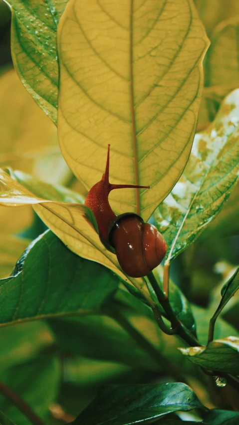 a large snail with brown spots sits on a leaf