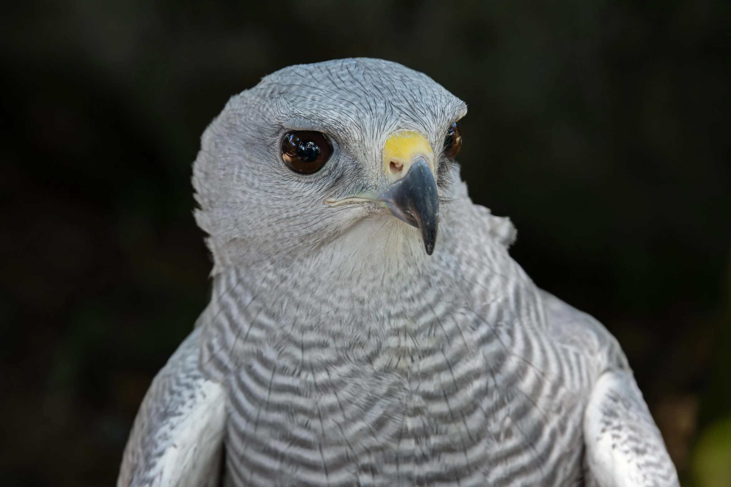 a close up of a bird of prey with a black background