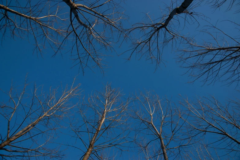 trees against a blue sky, looking up at their nches