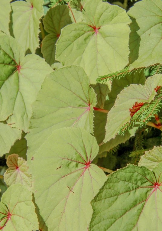 closeup of the large green leaves with red highlights