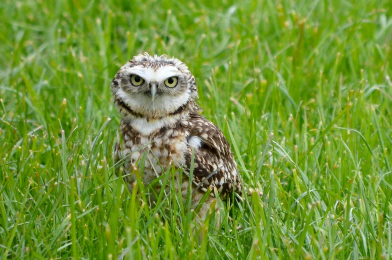 a little owl standing in some tall grass