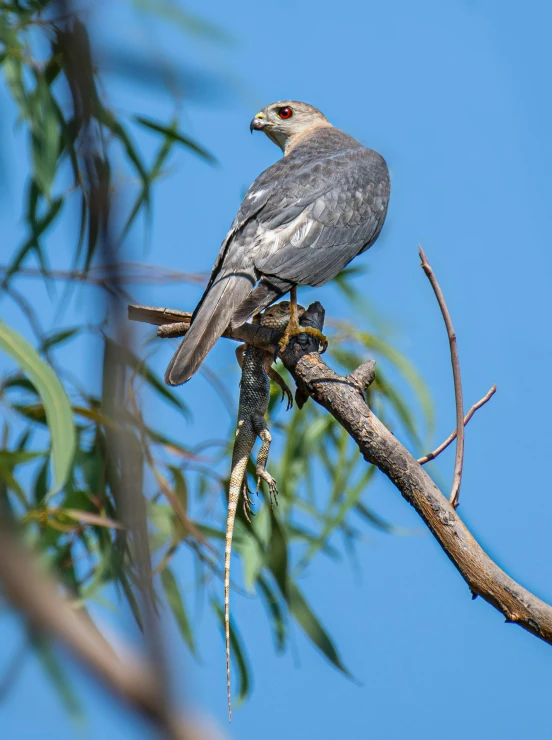 a gray bird on a tree nch with nches