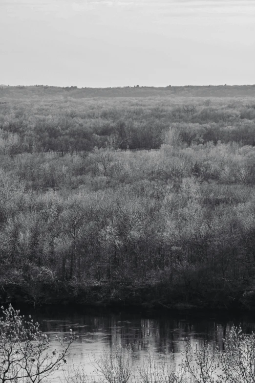 a black and white po of some trees water grass and plants