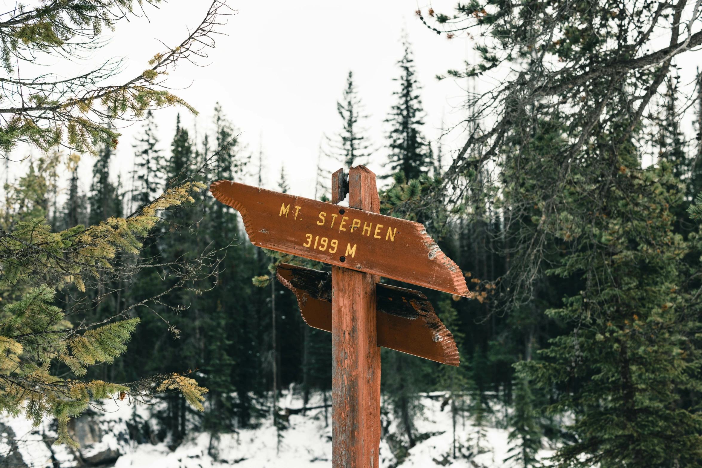 the wooden sign is near the pine trees