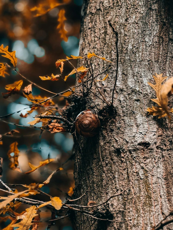 a snail sitting on the bark of a tree