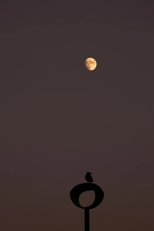 an illuminated bird on top of the weather vane at dusk