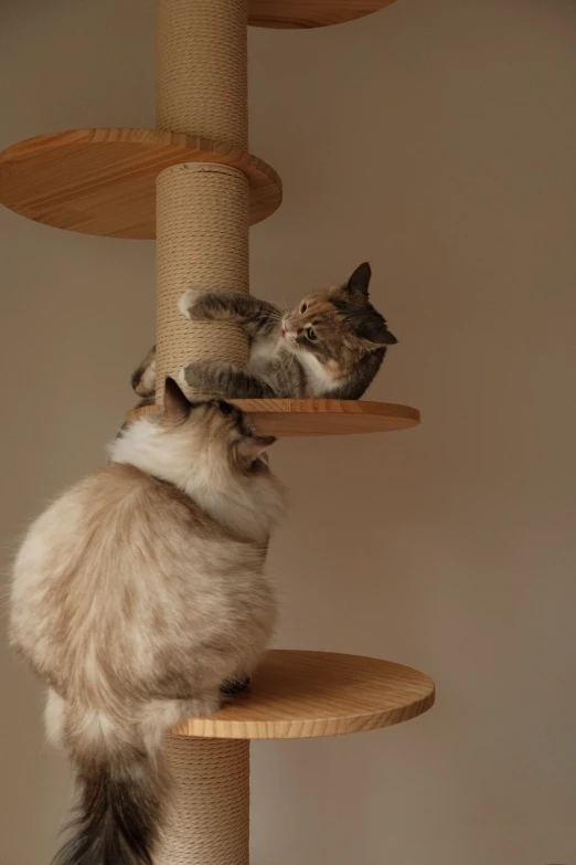 two cats playing on top of a wooden pole