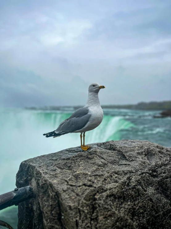 a bird is standing on a rock overlooking the waves