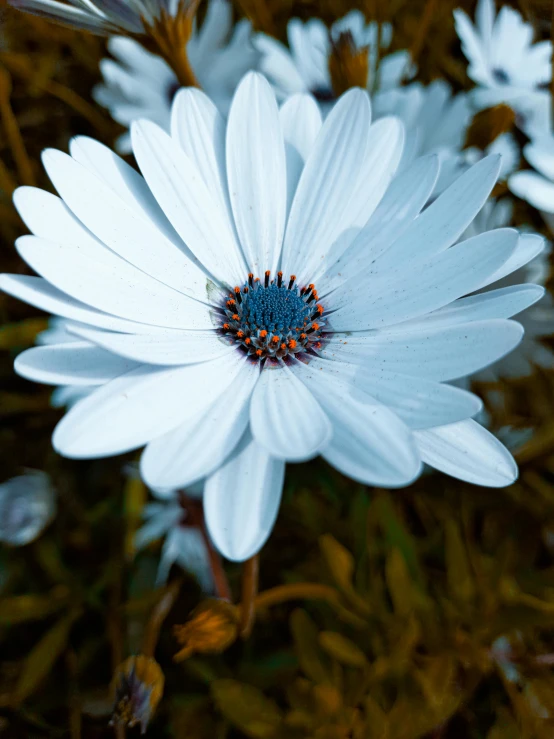 a close up of a white daisy with red centers