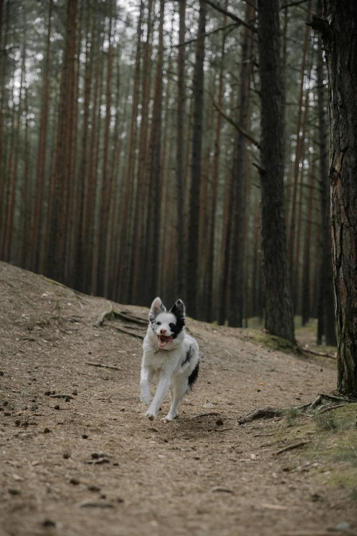 there is a dog that is walking in the forest