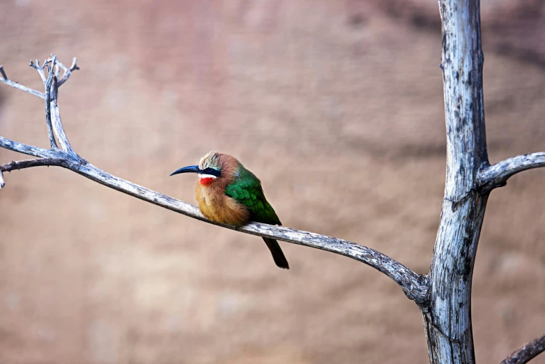 a bird with blue, red and green plumage sits on a tree nch