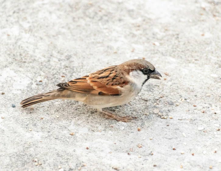 a bird that is standing on some snow