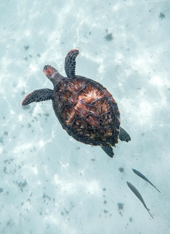 a turtle swims through shallow water as a fish follows