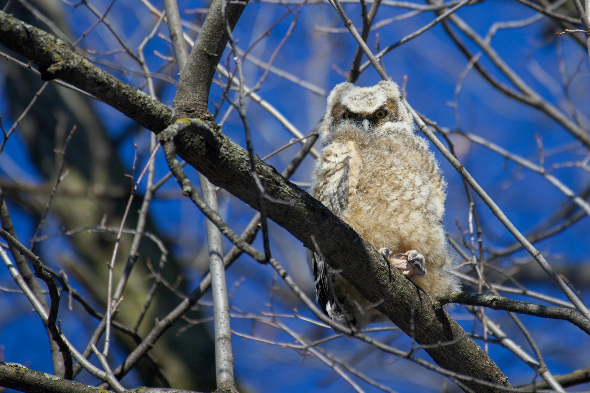 an owl perches in the nches of a bare tree