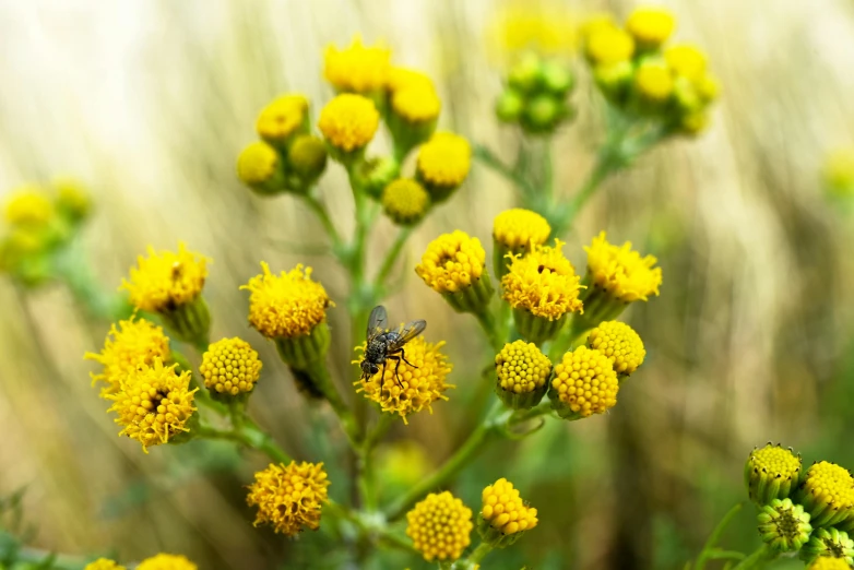 a small insect resting on the yellow flower