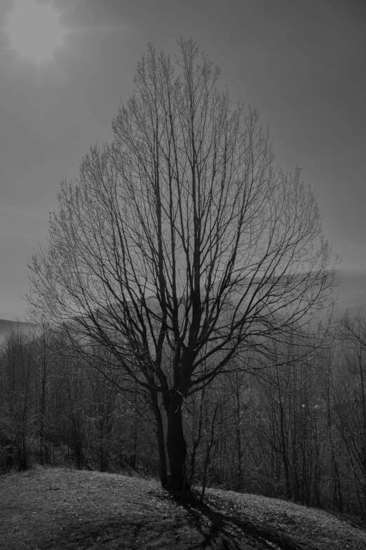 black and white po of trees on the side of a road