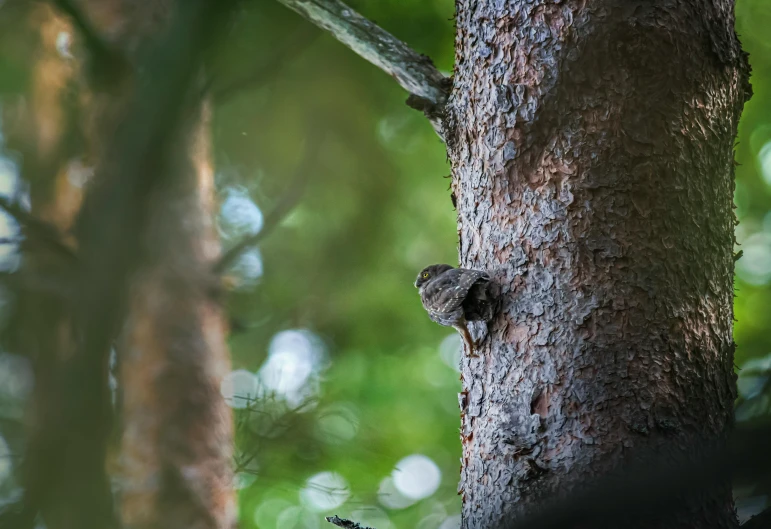 small bird climbing up and down a tree