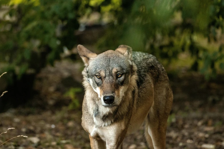 a wolf walking in front of many bushes and trees