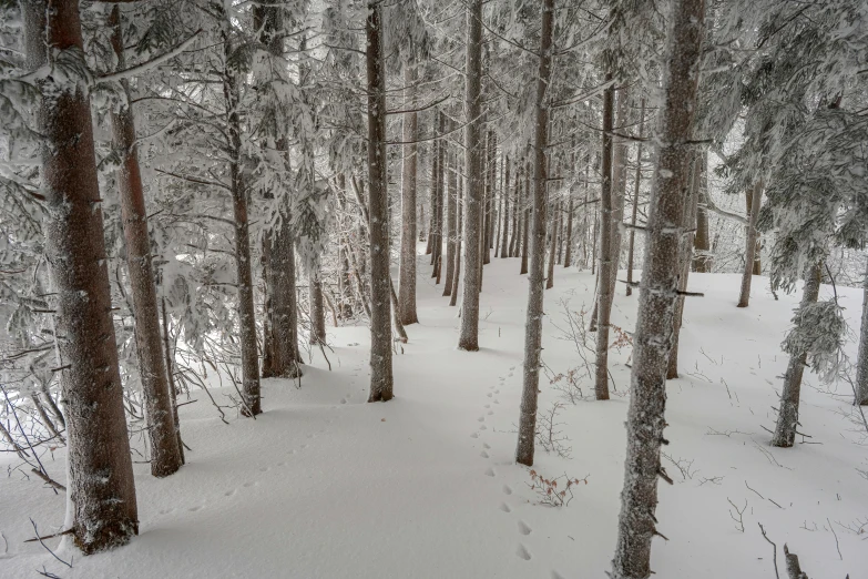 a wooded area in the winter with a snowboarder