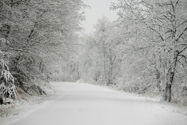 a path running through a wooded area covered with snow