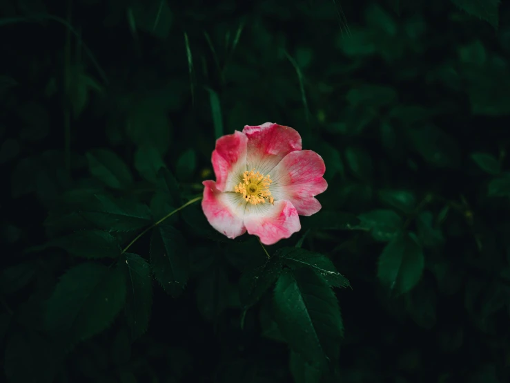 pink and white flower in the green background