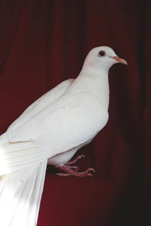 a white bird standing on top of a red surface