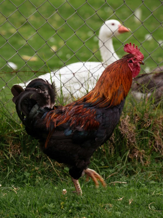 there are two large chickens on the green grass