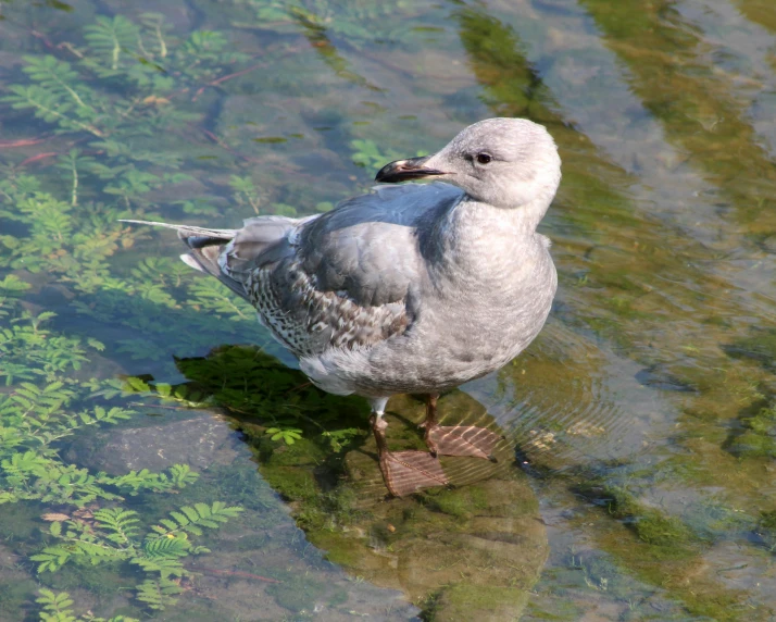 a bird standing on top of a body of water