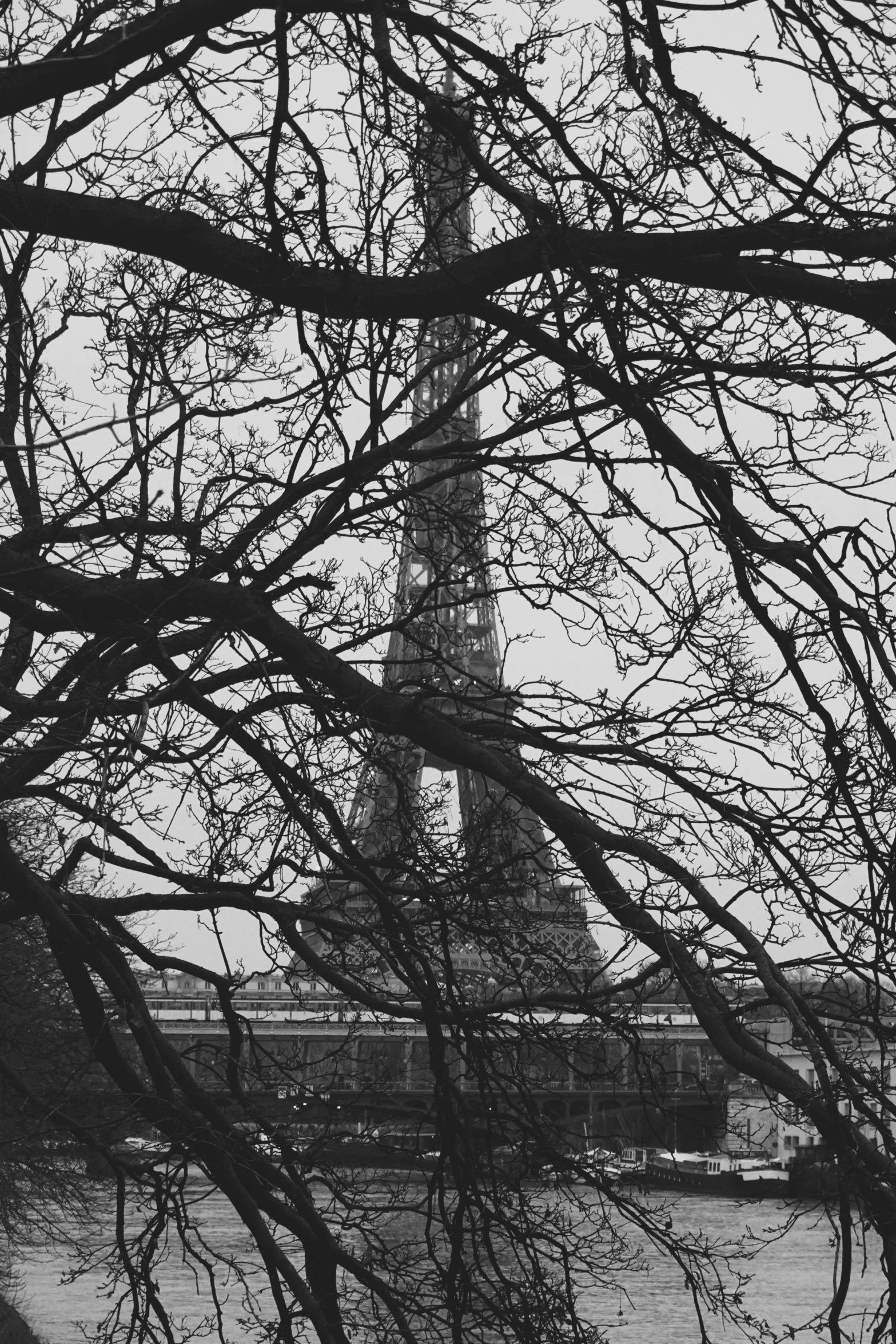 the eiffel tower towering over the tree nches