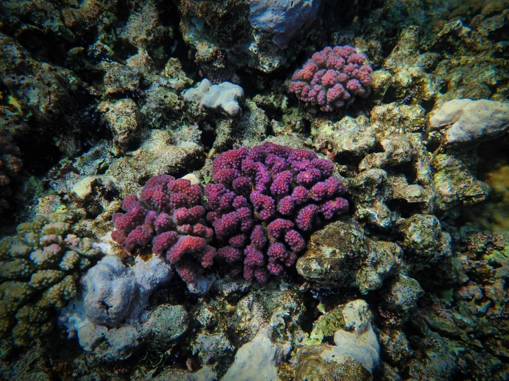the corals are growing on the side of the water