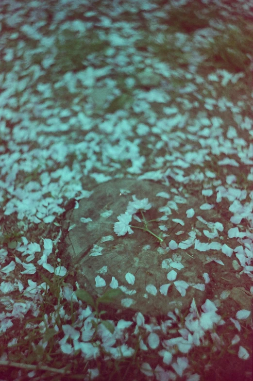 leaves that have fallen over a grass covered field