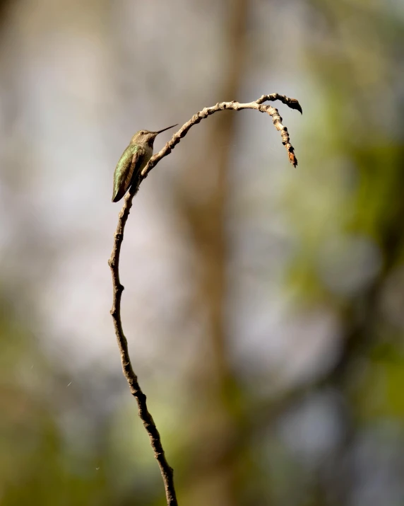 a small bird sitting on a small twig