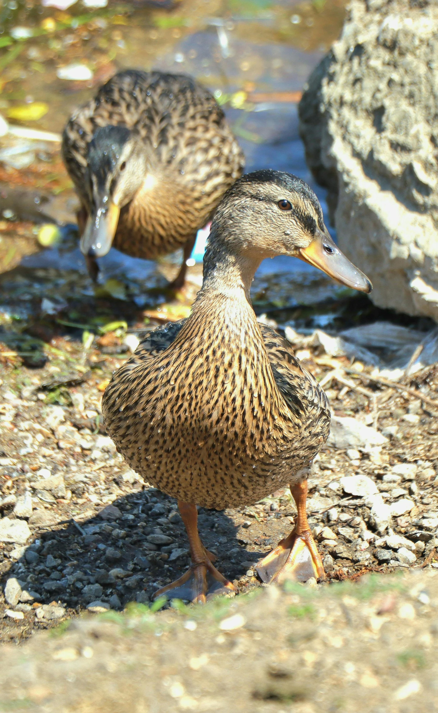 two little ducks walking side by side down the water