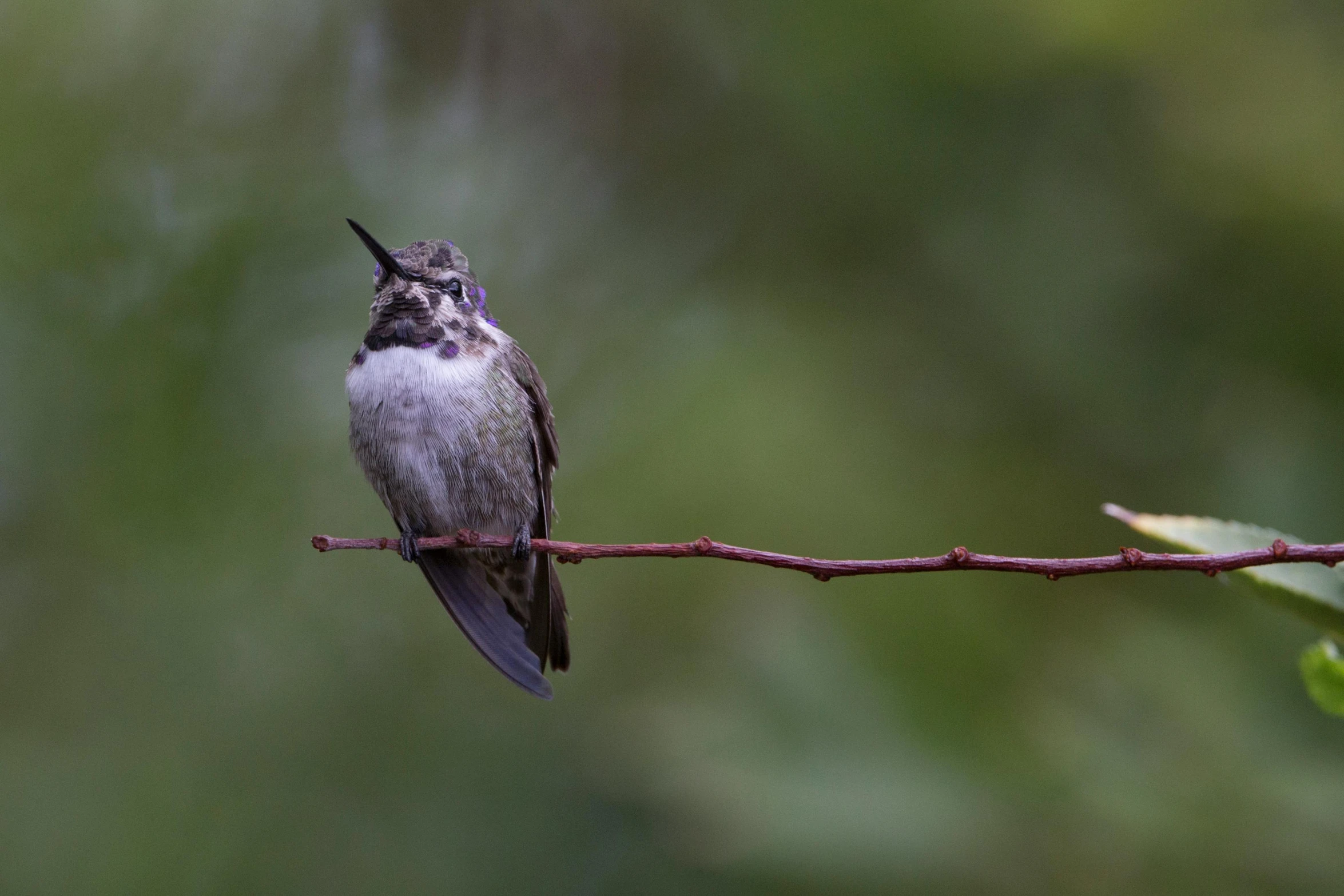 a small bird perched on top of a bare twig