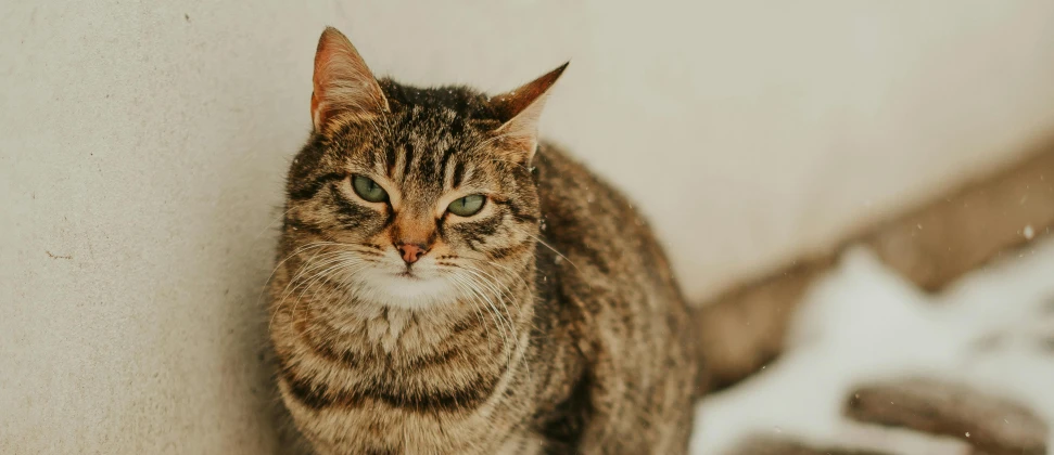 a cat walking next to a wall