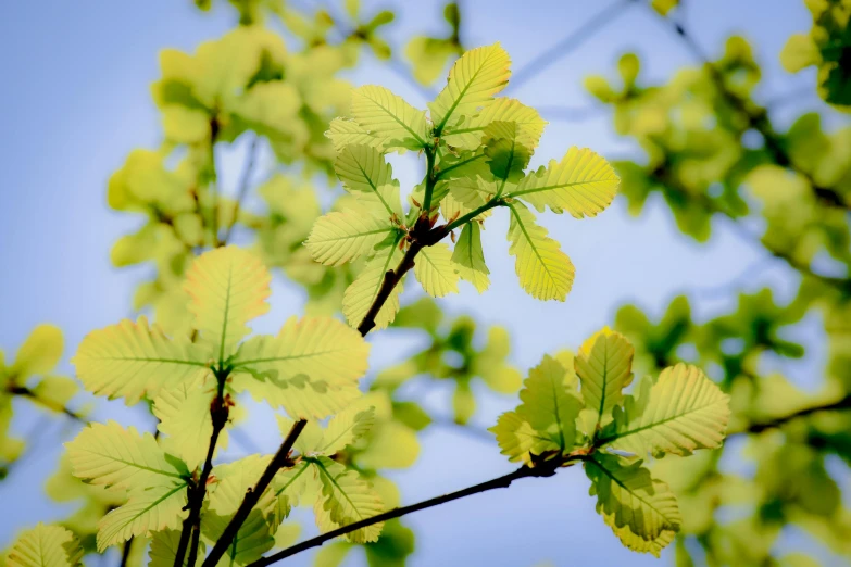 a nch with leaves in front of blue sky