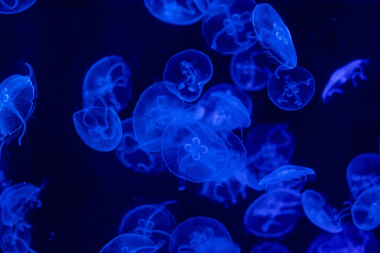 a couple of jellyfish are floating in the blue water