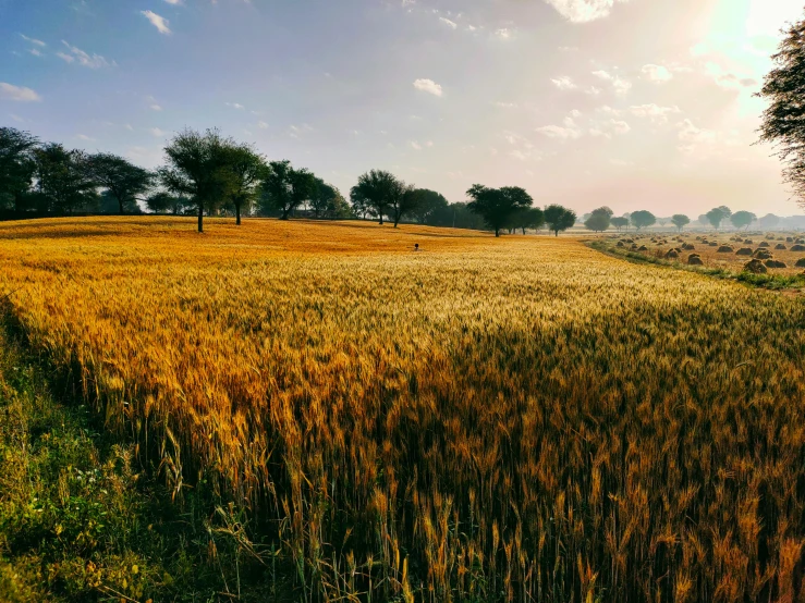 an empty country road winds through a tall grass field