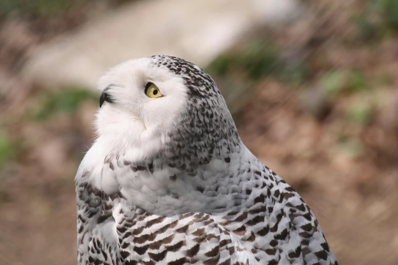 the owl is staring directly into the distance