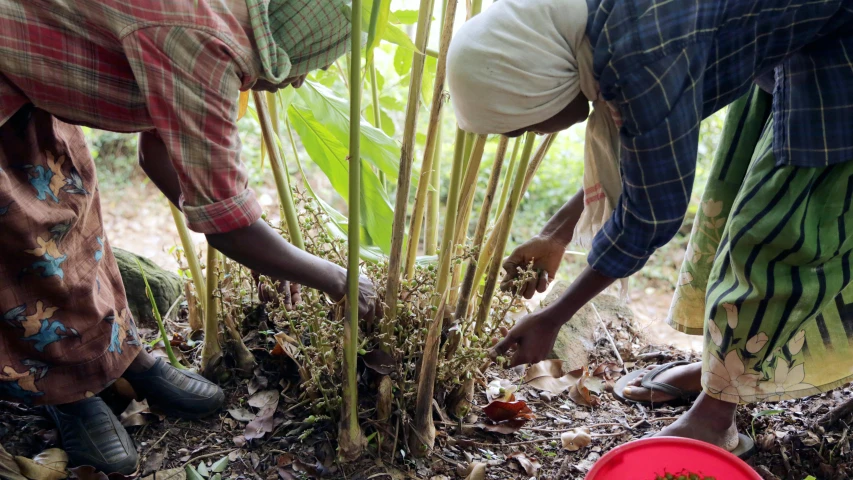 some people are planting and checking on plants