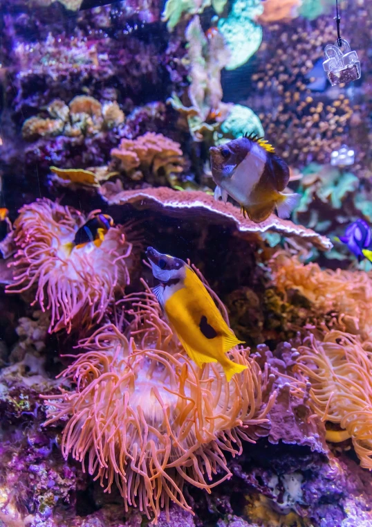 the colorful sea anemones in the water are being admired by divers