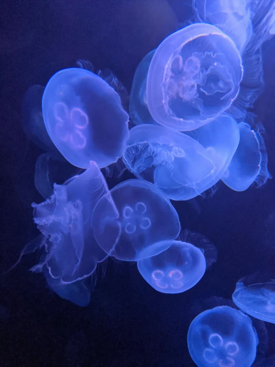 many different types of jelly fish under water