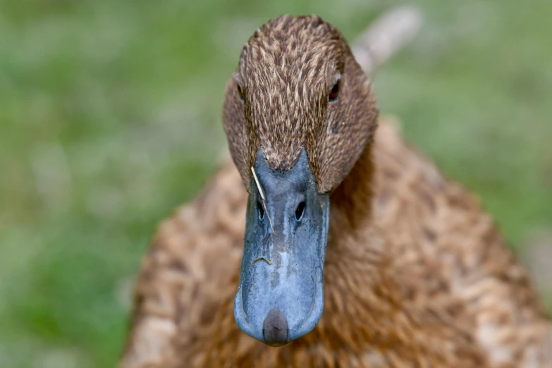 a close up image of a duck that is looking up