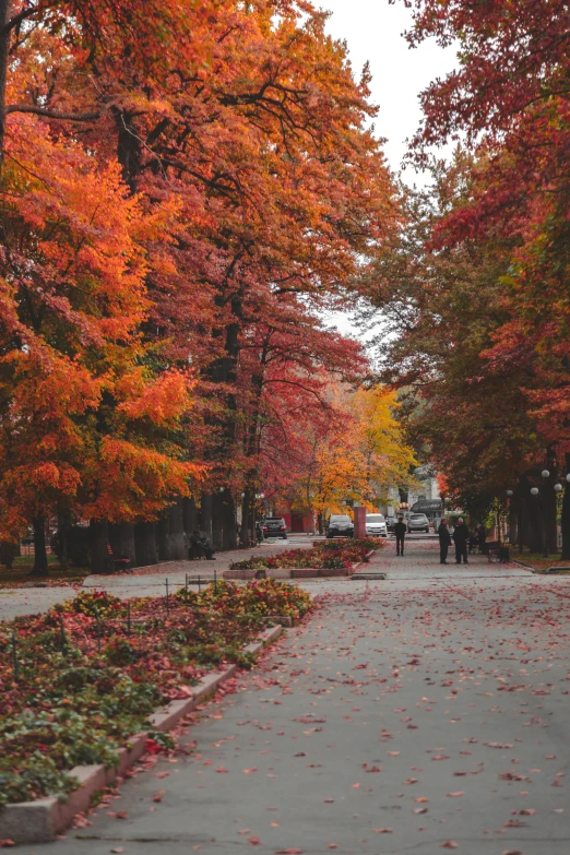 several people walk down an empty sidewalk lined with fall leaves